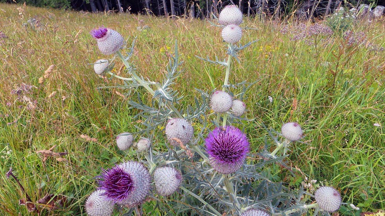 thistle nature flower free photo