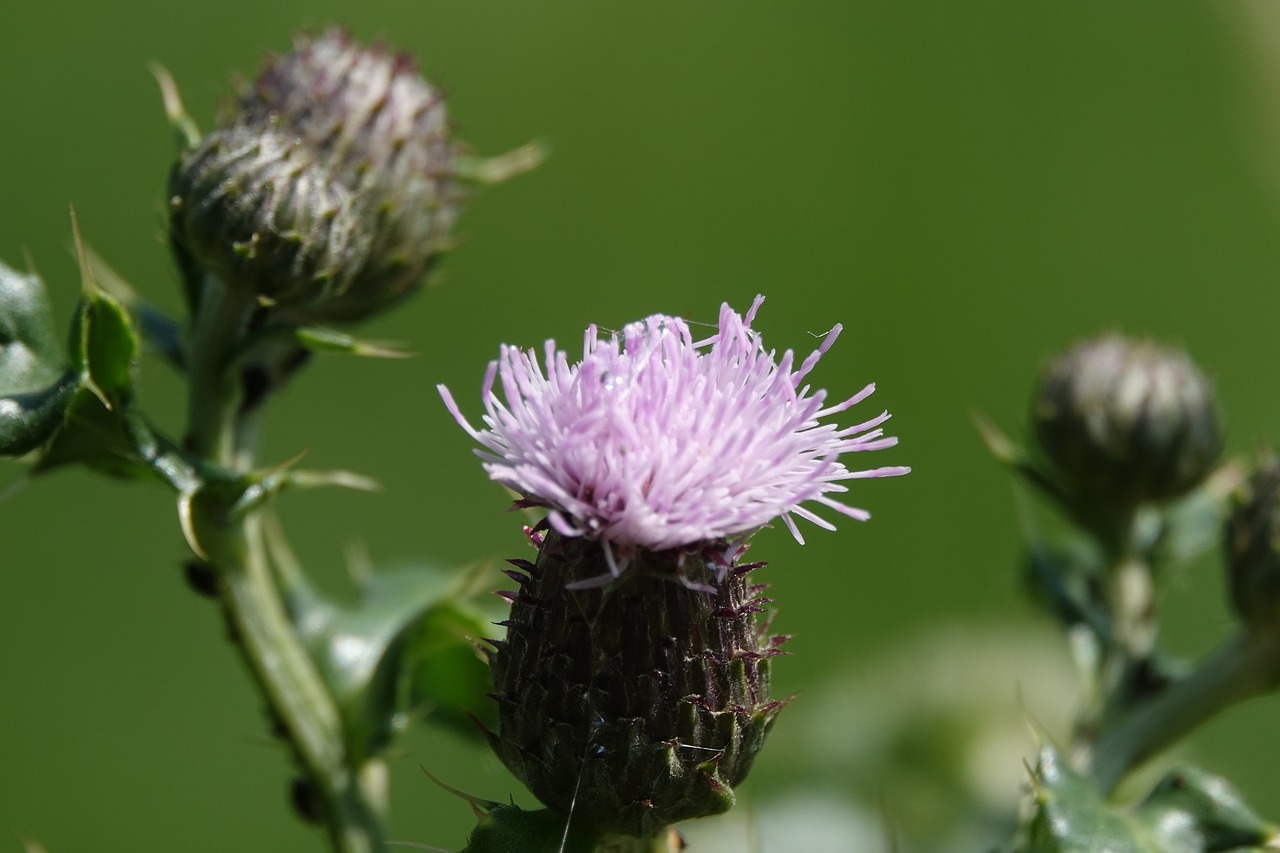 thistle  nature  flower free photo