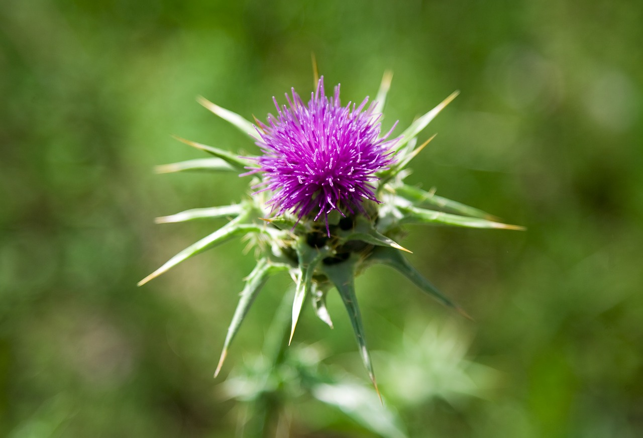 thistle  flower  nature free photo