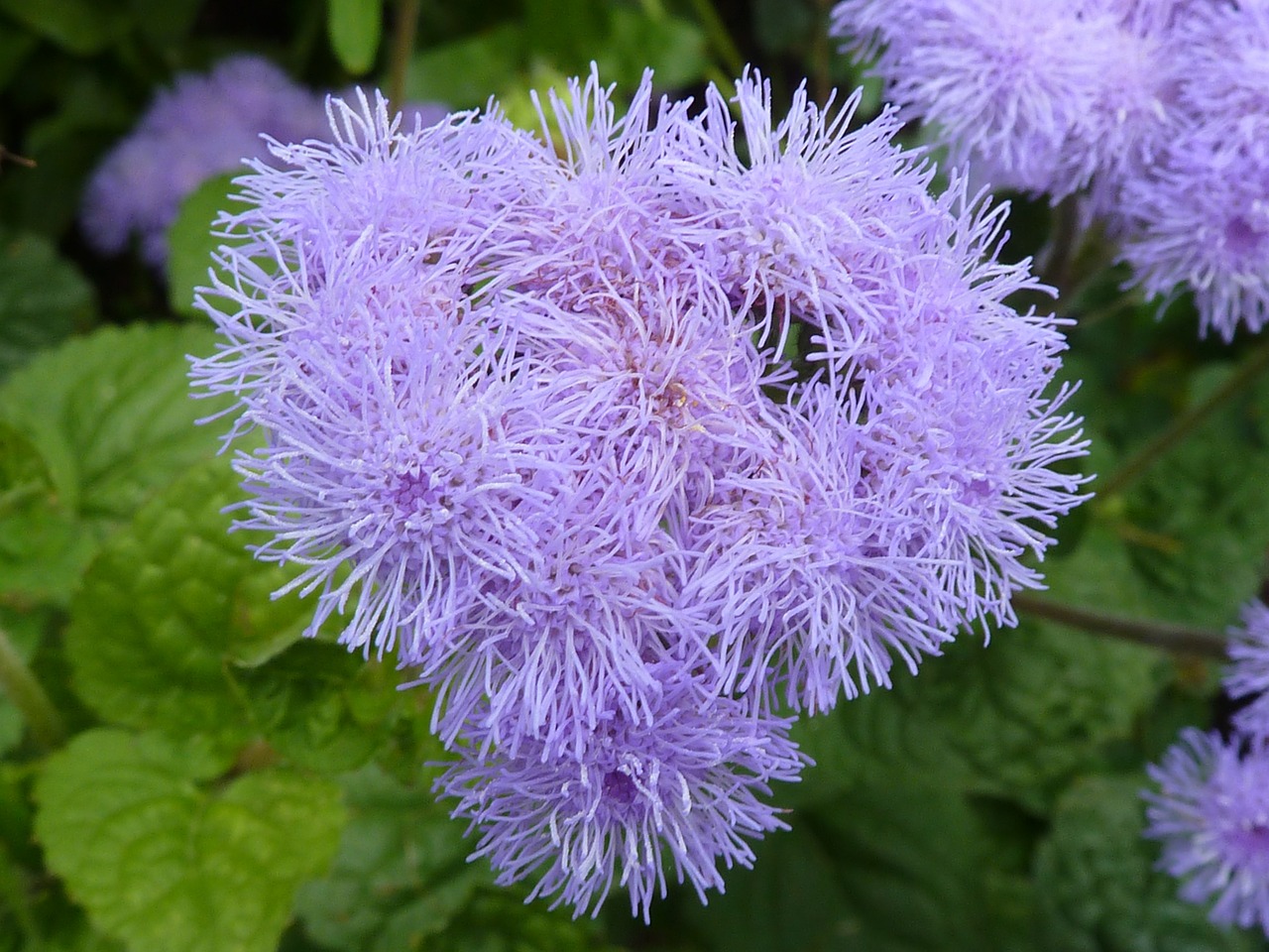 thistle flower purple free photo