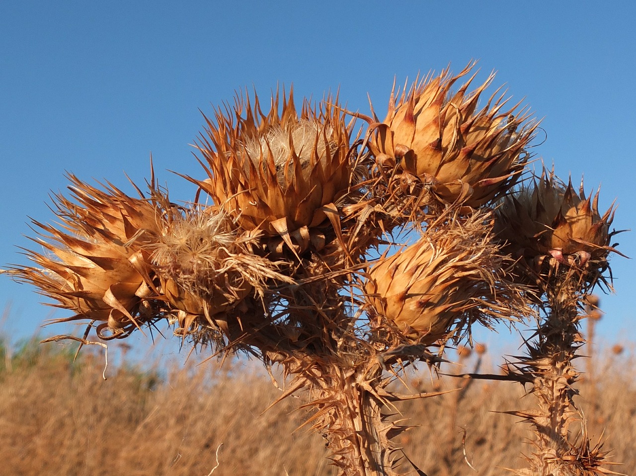 thistle dry nature free photo