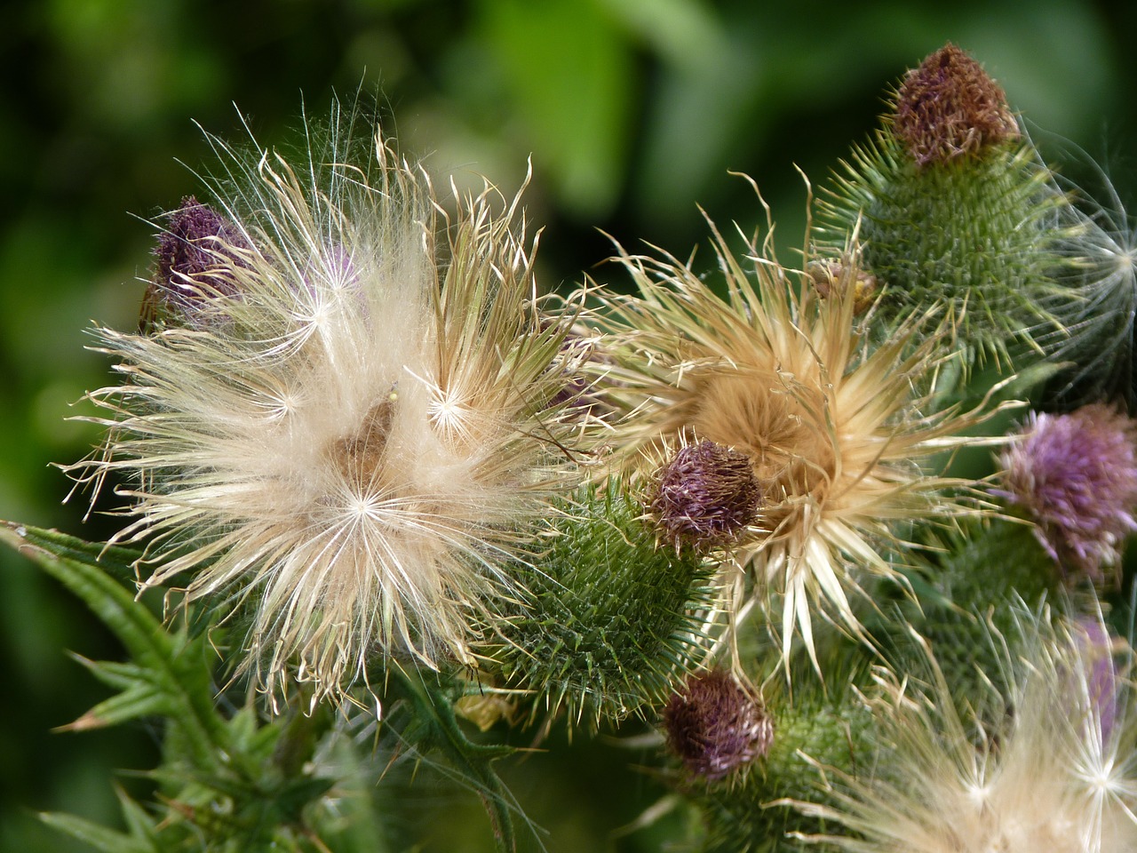 thistle plant close free photo