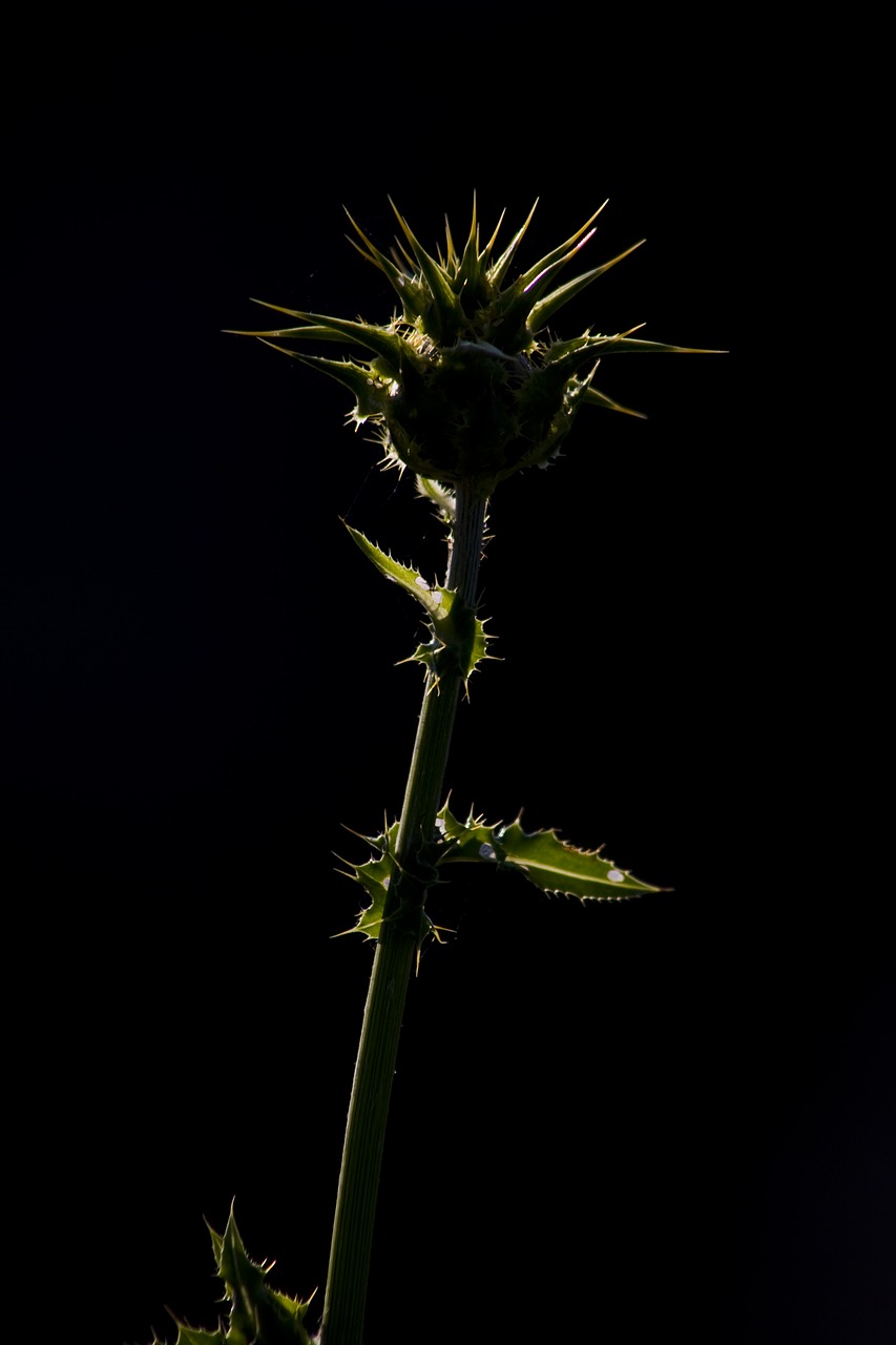 thistle  flower  nature free photo