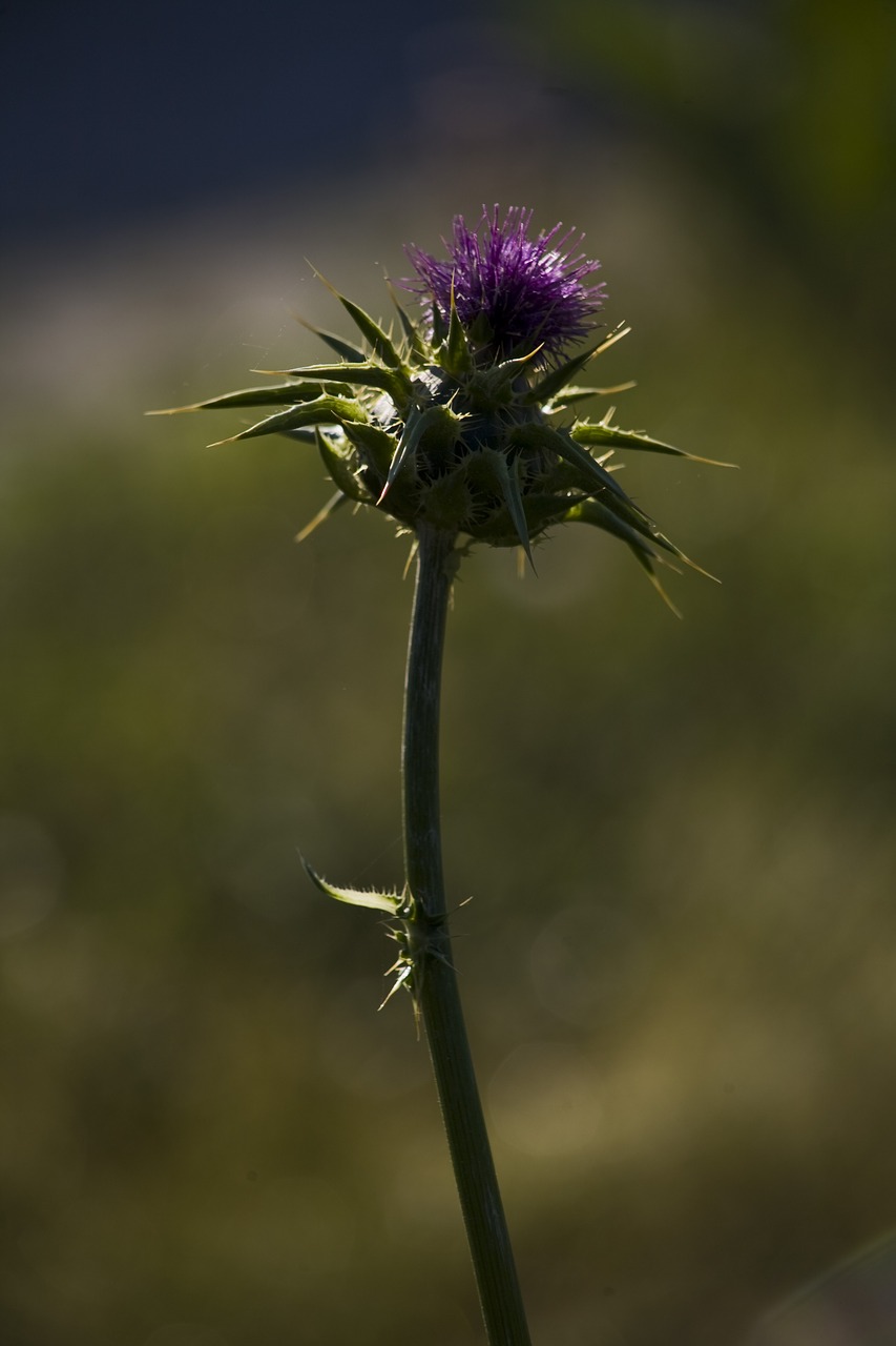 thistle  flower  nature free photo