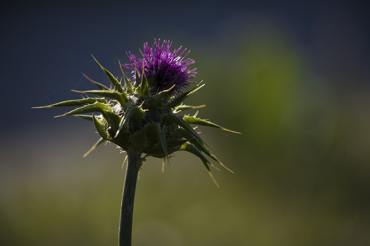 thistle  flower  nature free photo