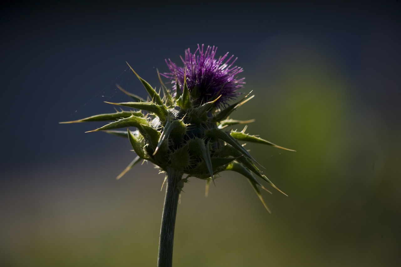 thistle  flower  nature free photo