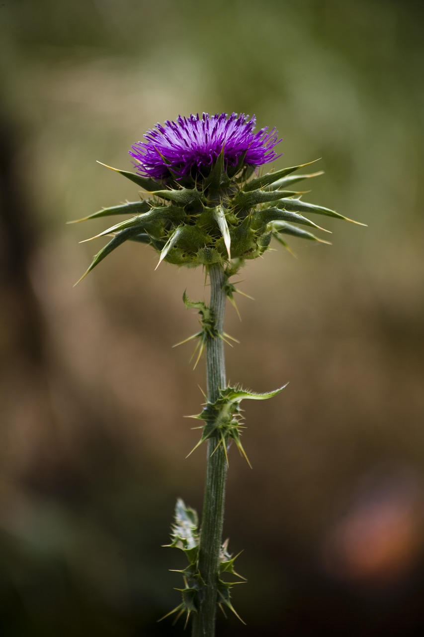 thistle  flower  nature free photo