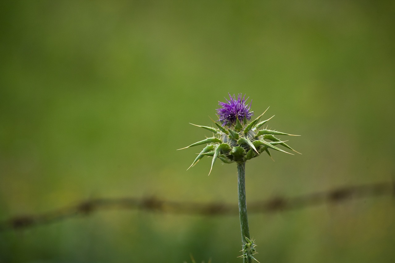 thistle  wire  green free photo