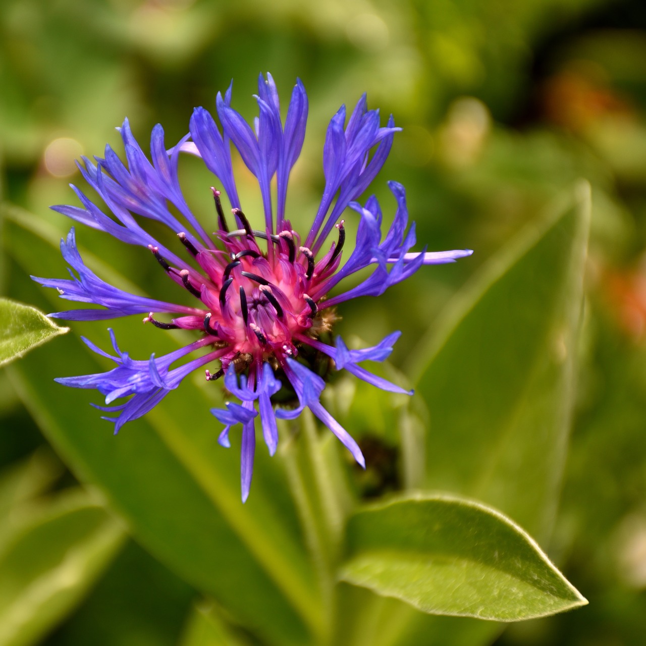 thistle  plant  nature free photo