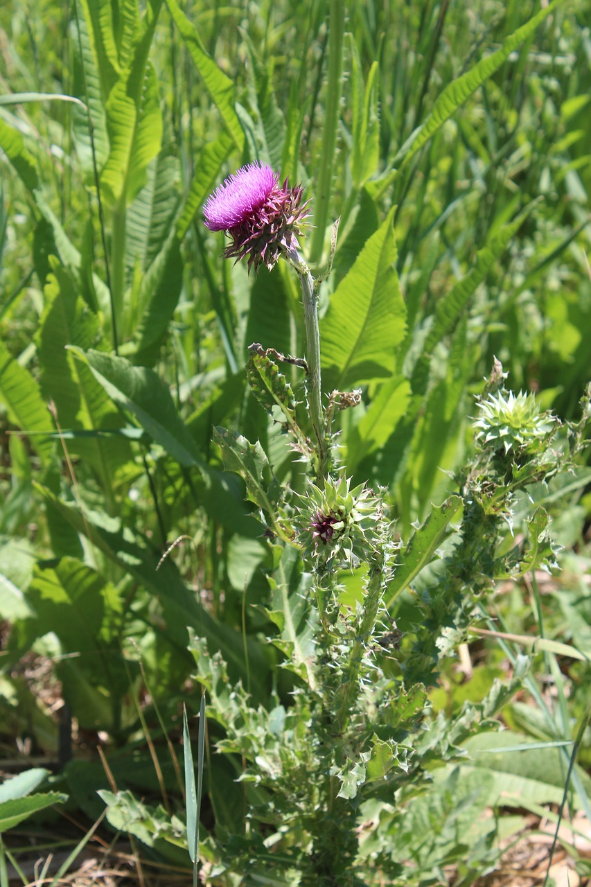 thistle  weed  plant free photo