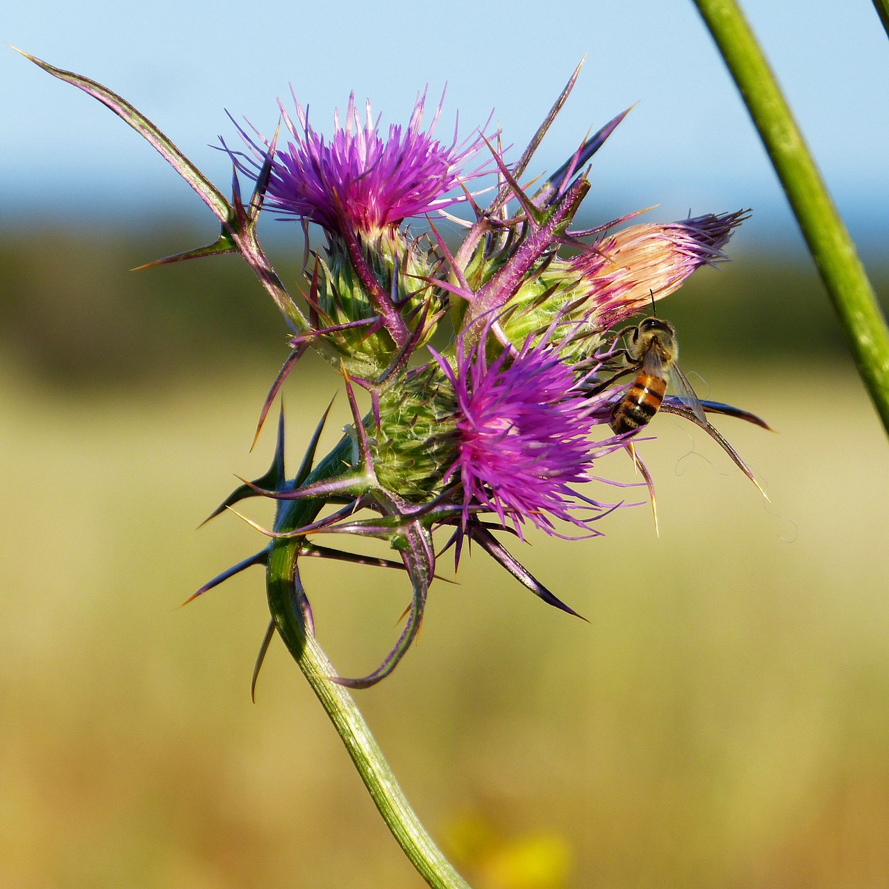 thistle  thorns  flower free photo