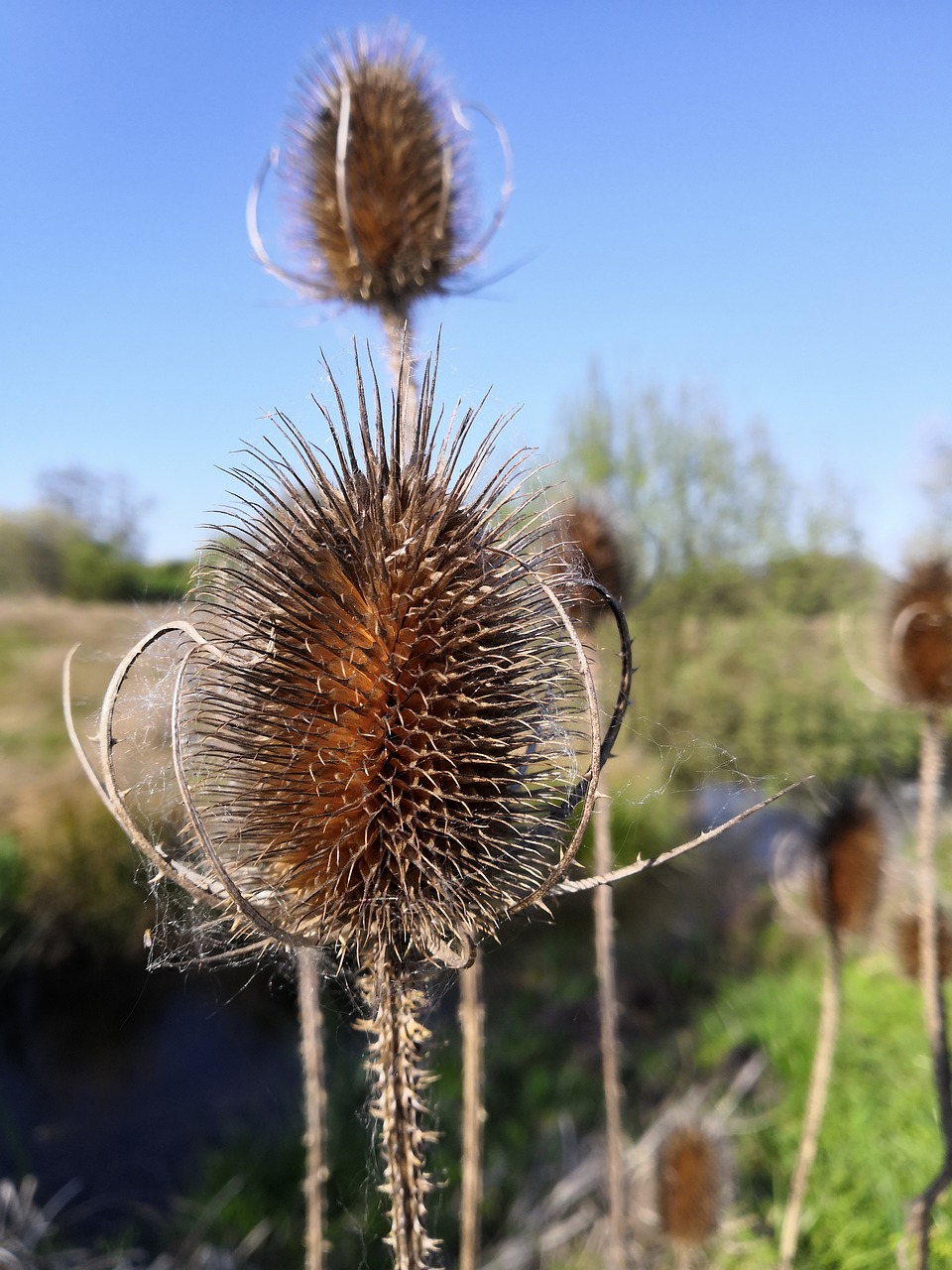 thistle  plant  landscape free photo