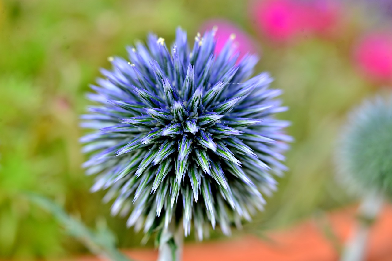 thistle  flower  blue free photo