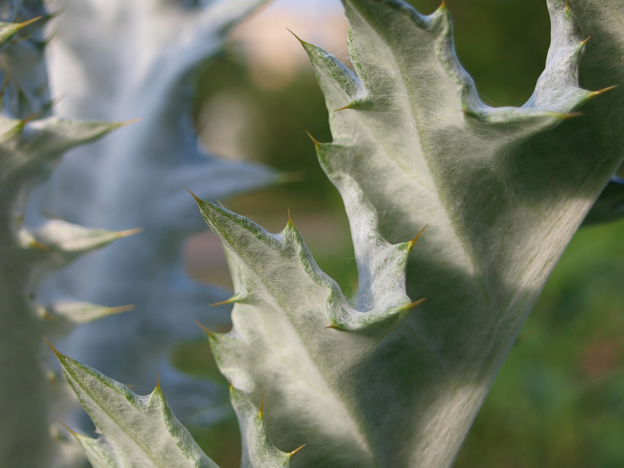 thistle  spur  nature free photo