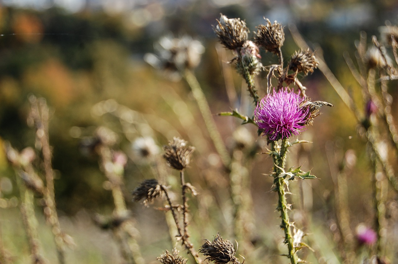 thistle flower blooming free photo