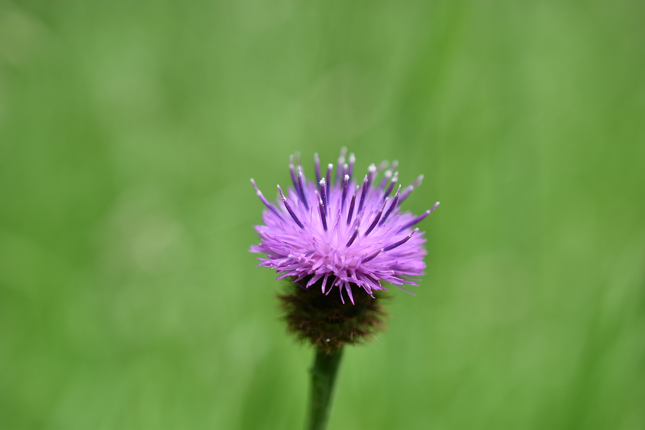 thistle  flower  nature free photo