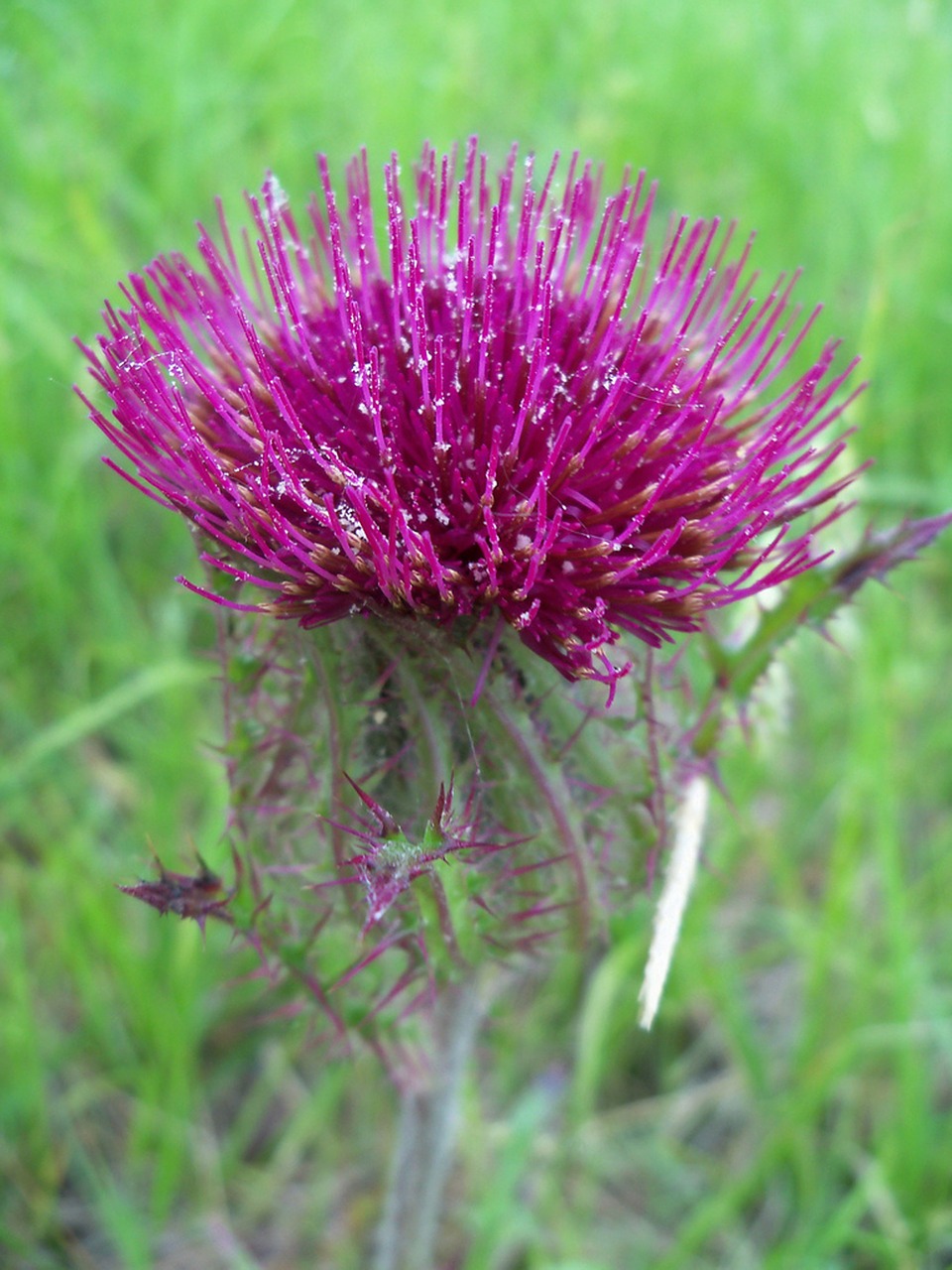 thistle floral plant free photo
