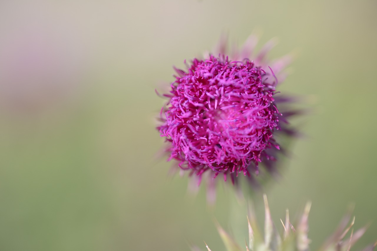 thistle flowers nature free photo