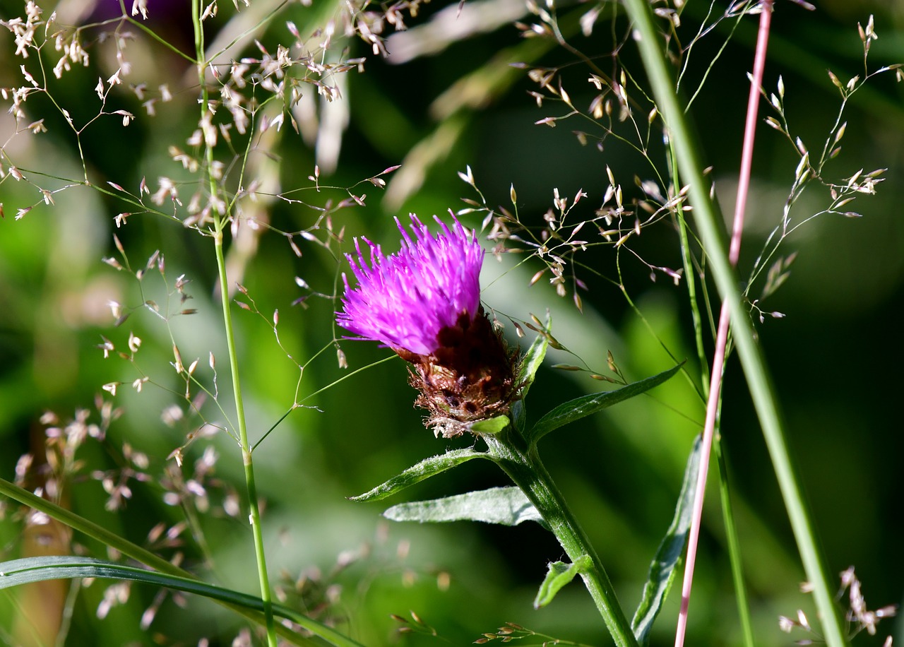 thistle  plant  flower free photo