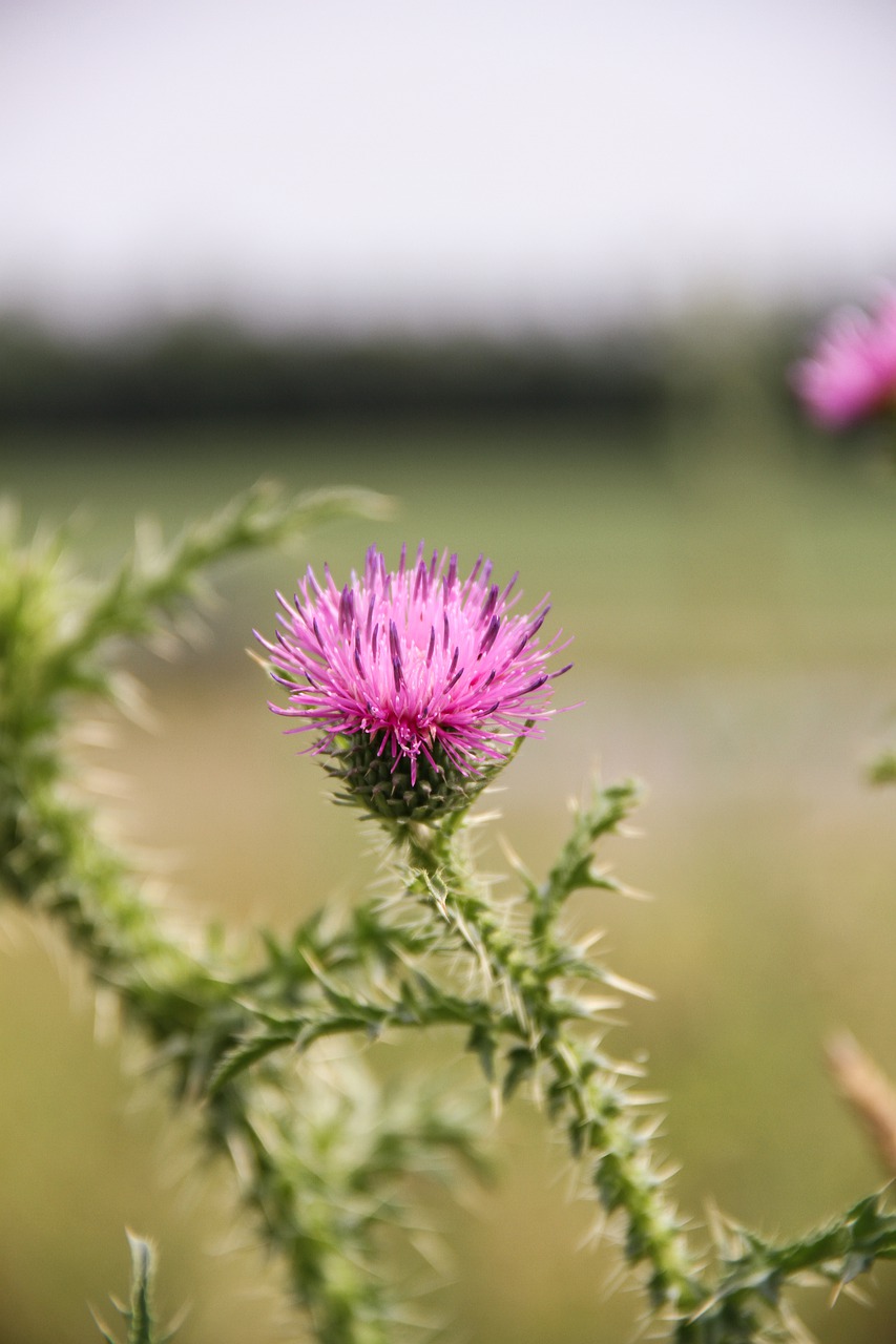 thistle  weed  nature free photo
