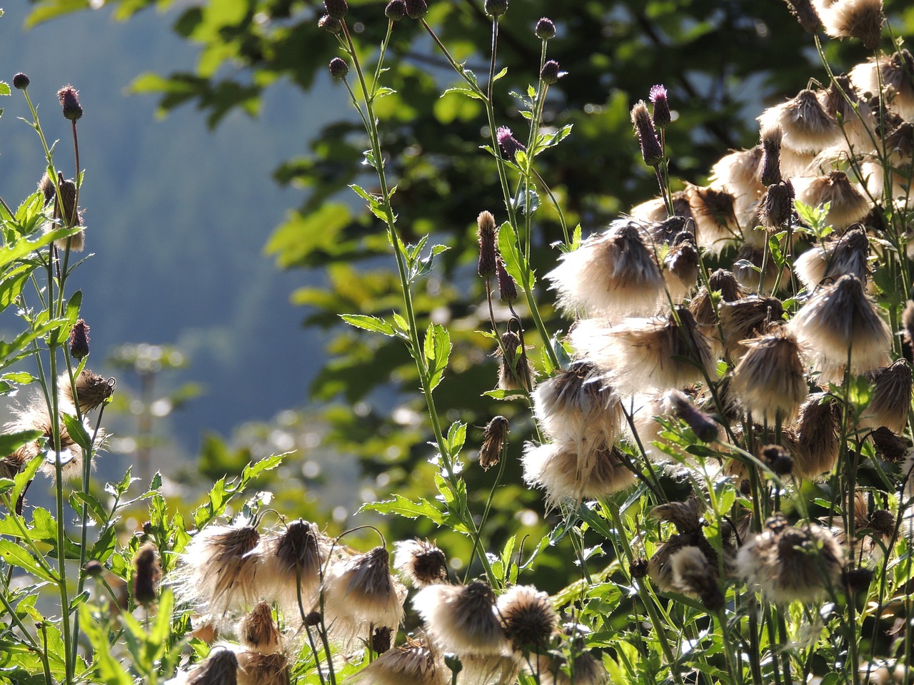 thistle seeds thistle seed free photo