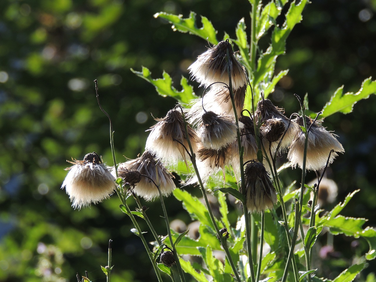 thistle seeds thistle seed free photo