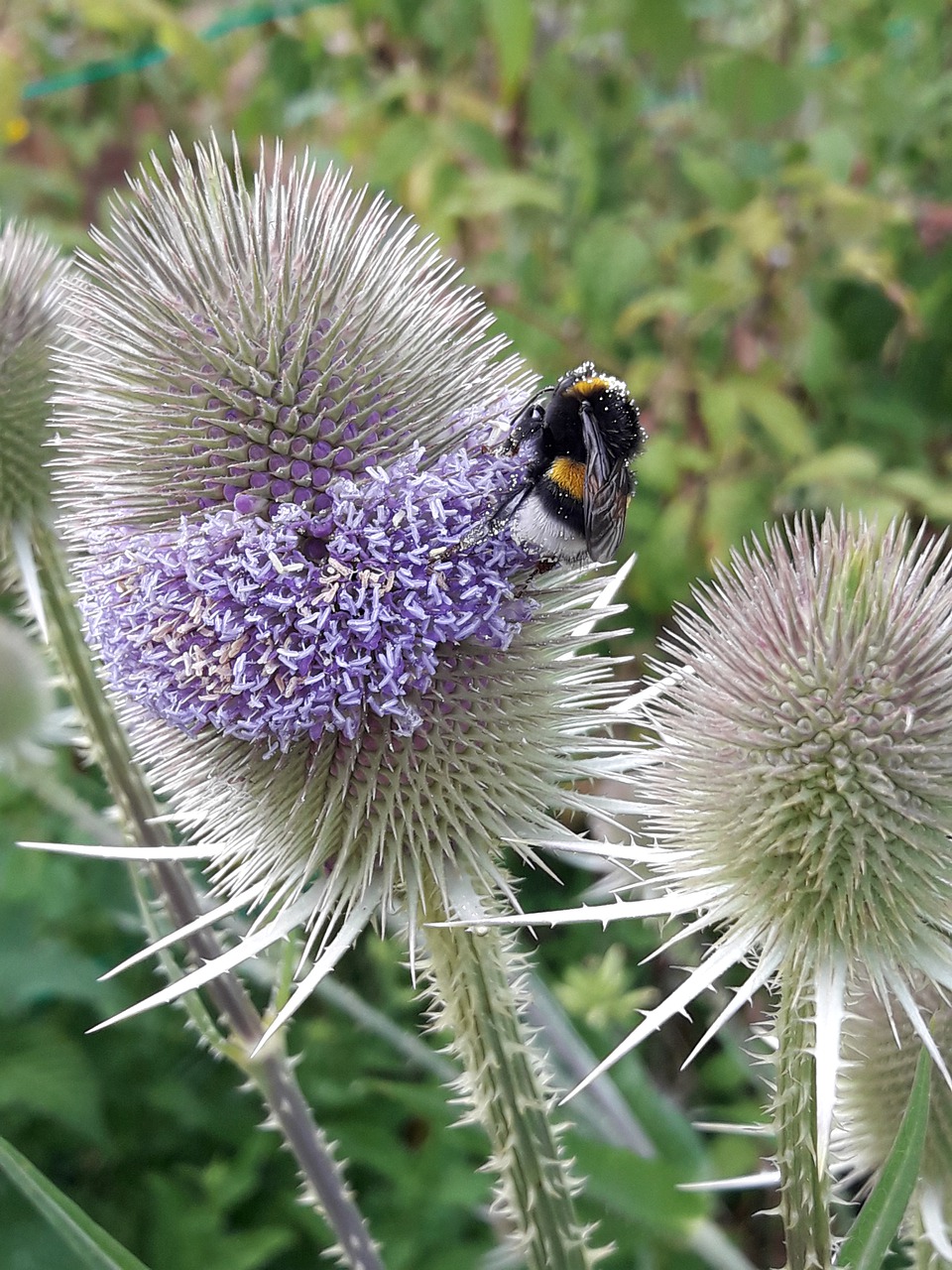 thistle  hummel  nature free photo