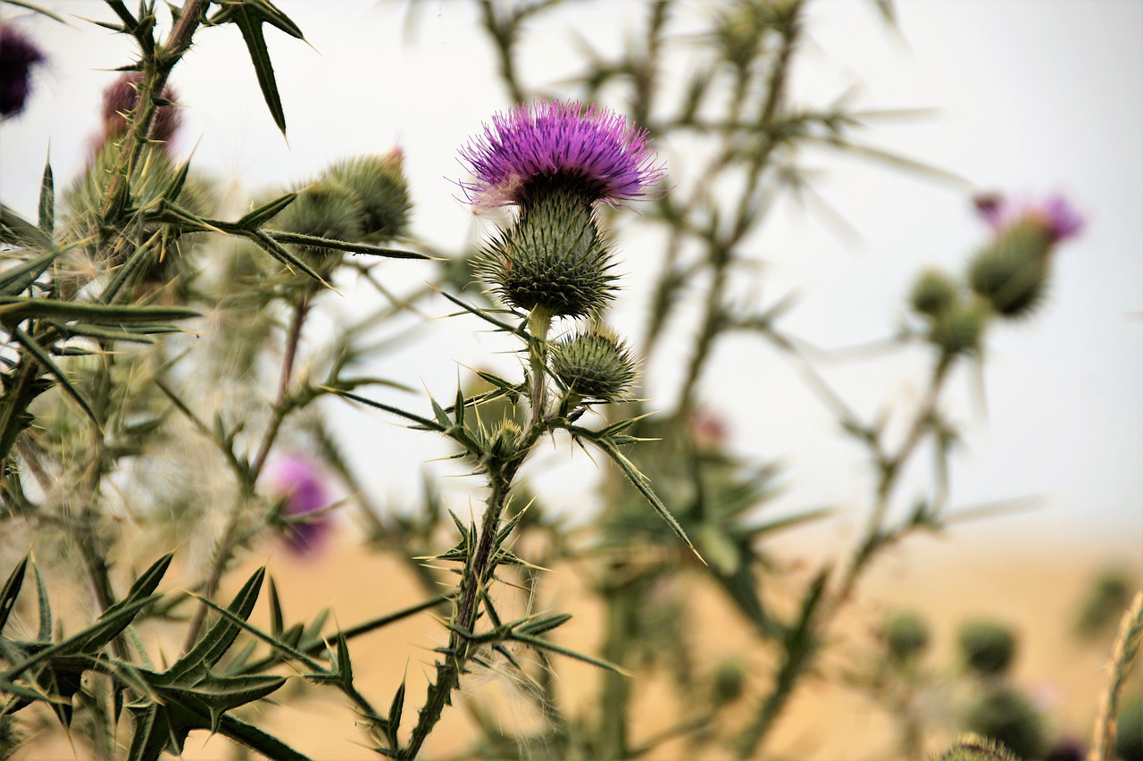 thistle  violet  weed free photo