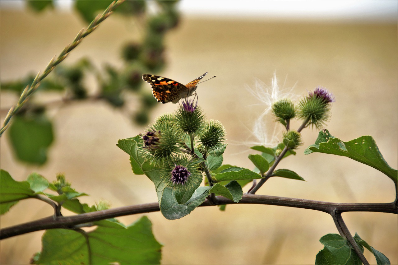 thistle  prickly  summer free photo