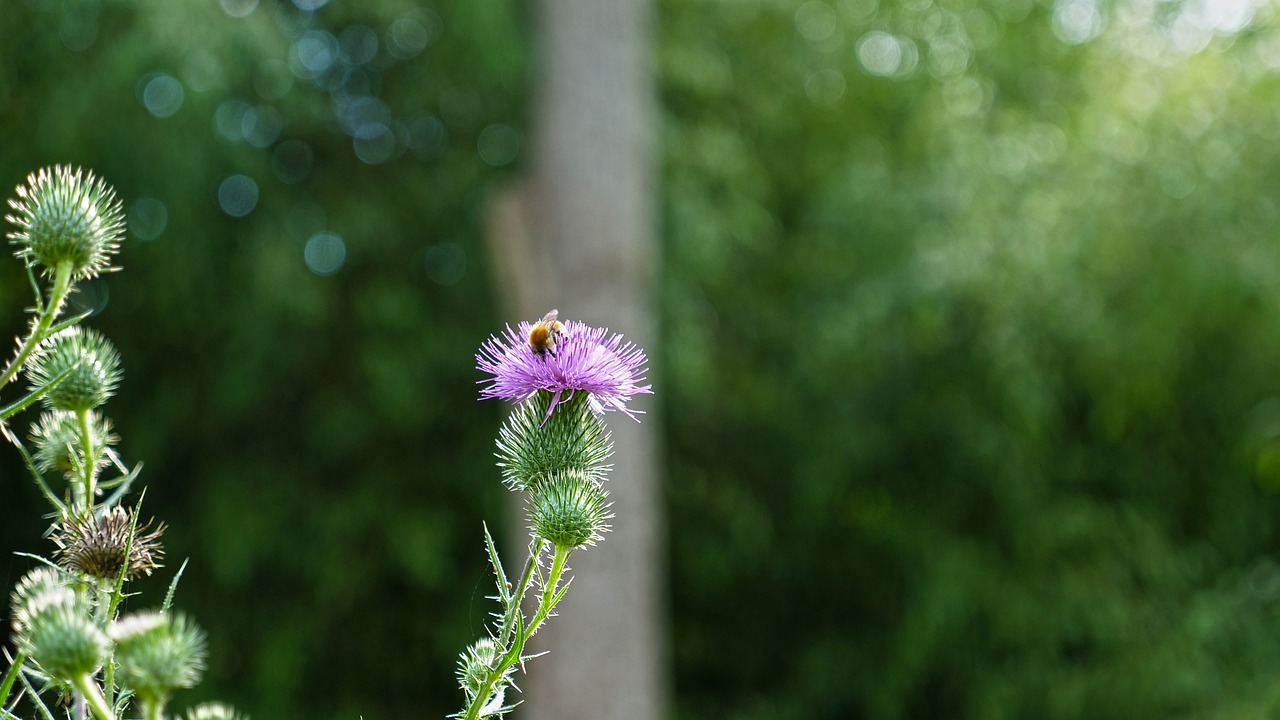 thistle  flower  bee free photo