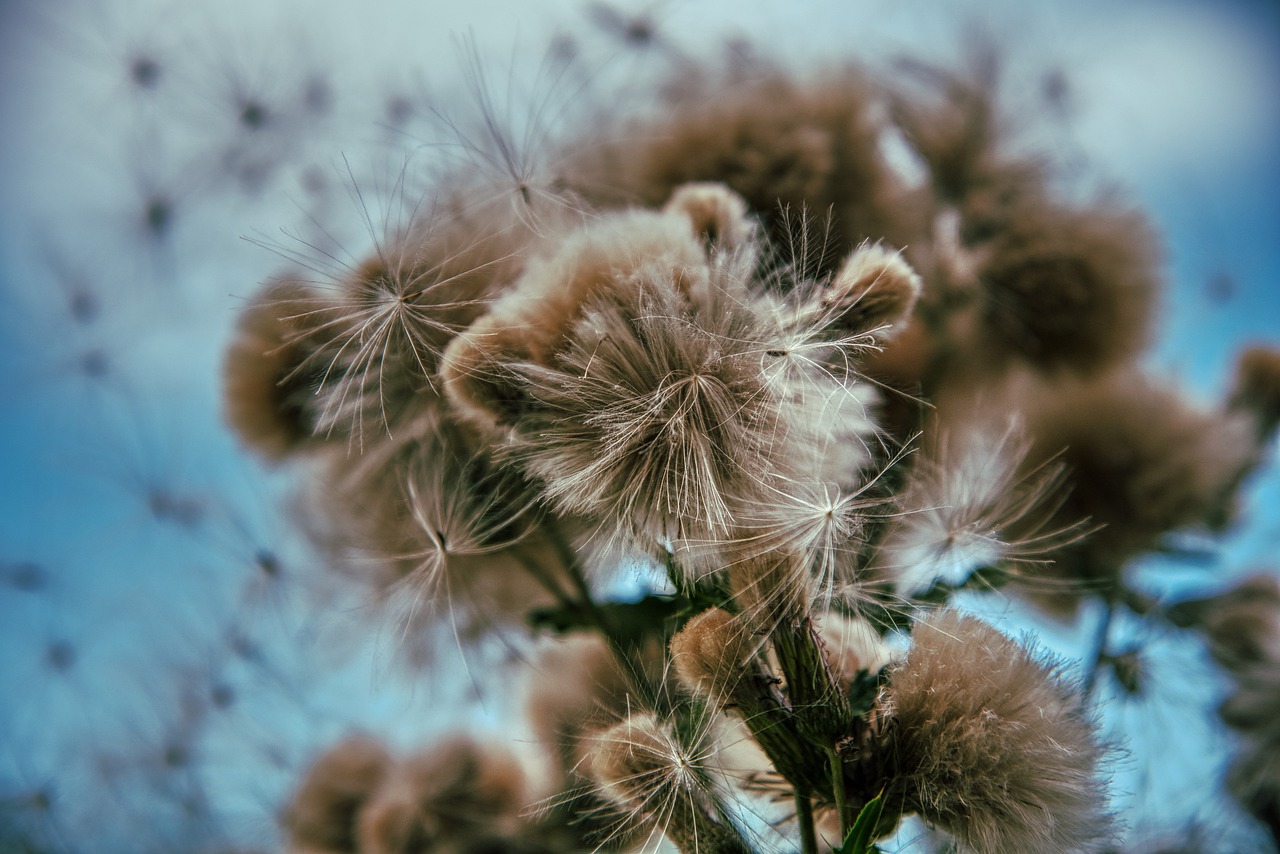 thistle  faded  summer free photo