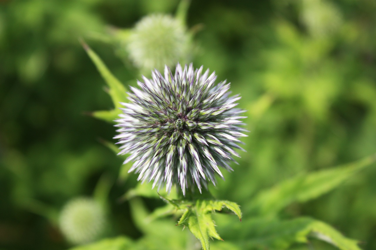 thistle prickly spiny free photo