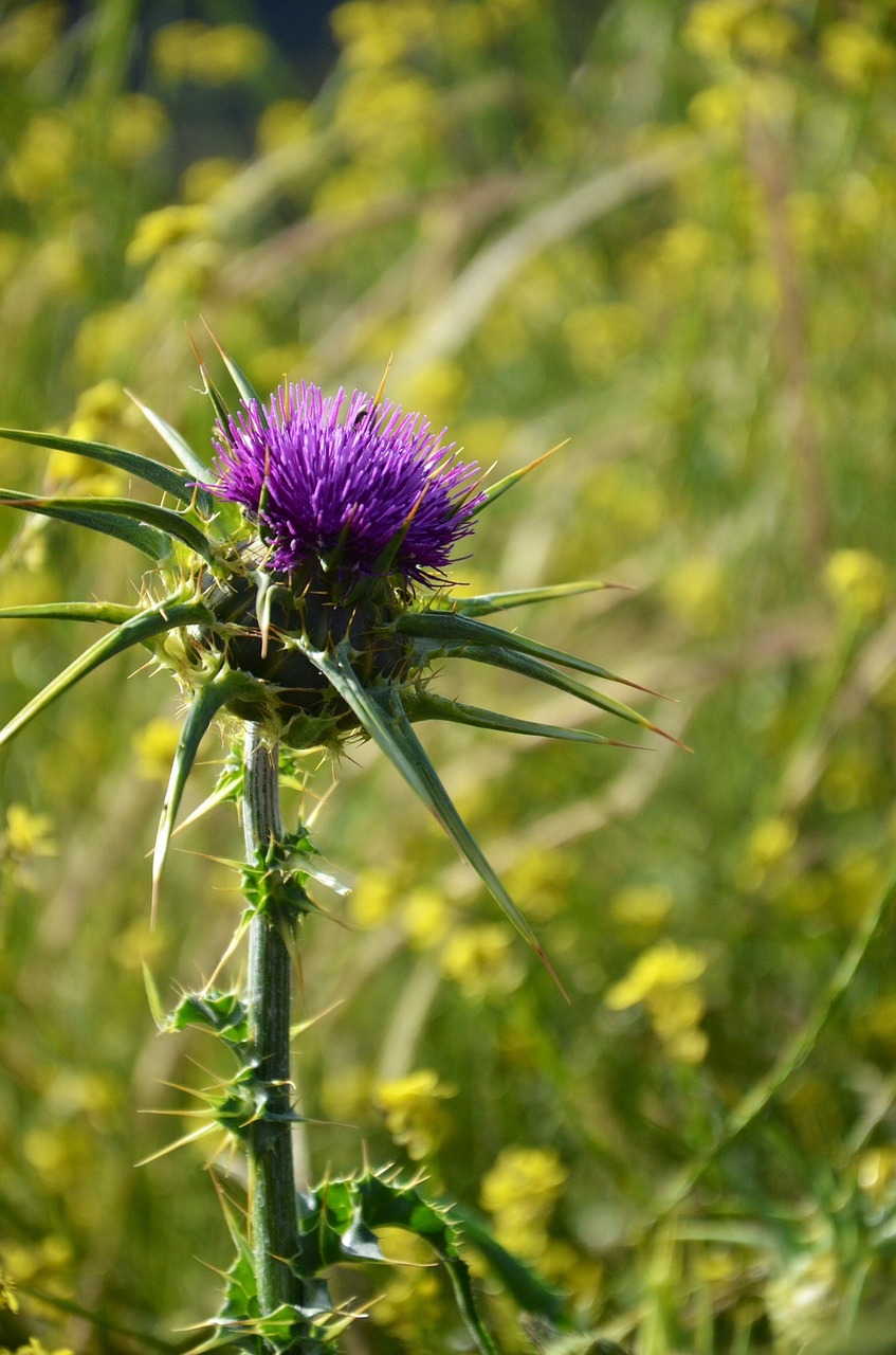 thistle meadow plants free photo