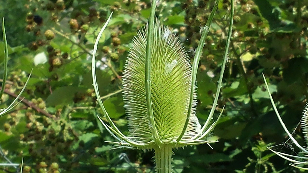 thistle green dipsacacea free photo