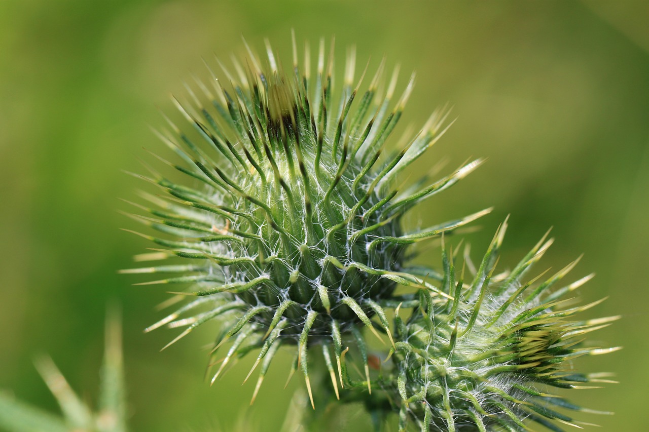 thistle plant prickly free photo