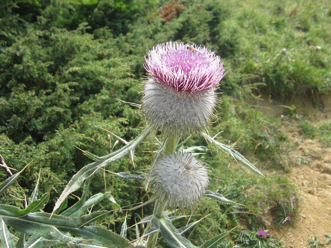 thistle plant mountain free photo