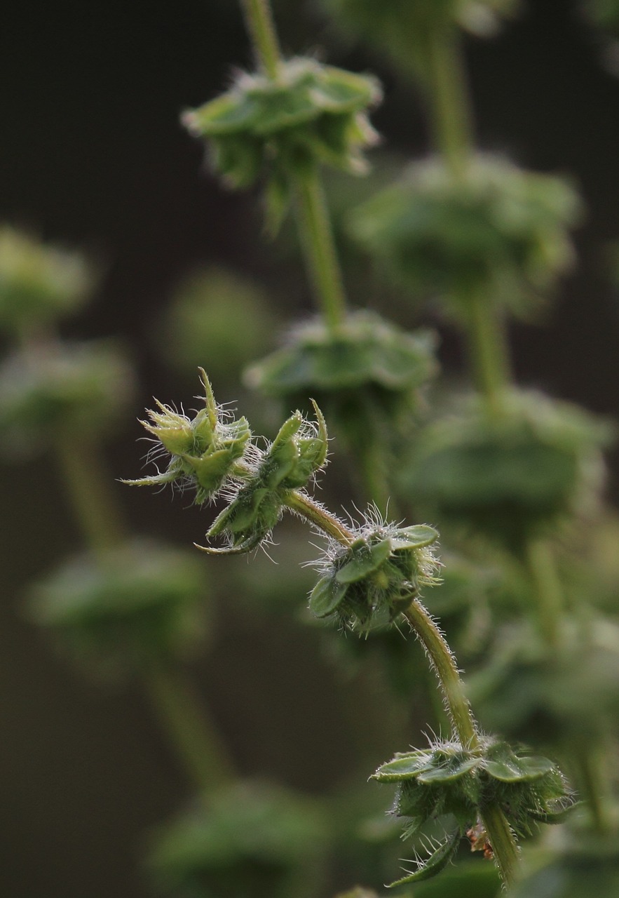 thistle plant green free photo