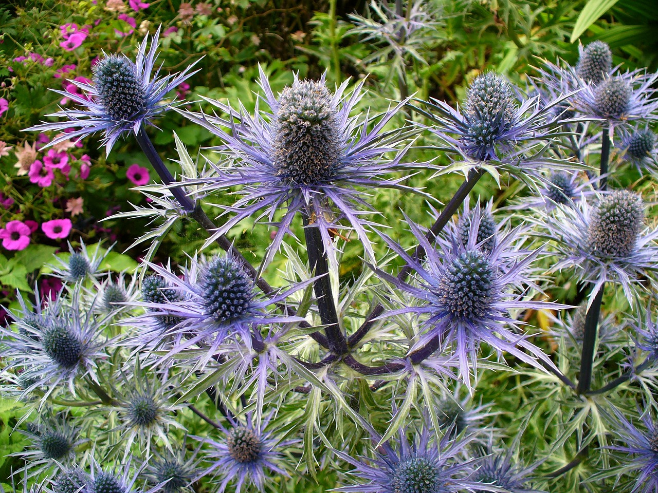 thistle nature plant free photo