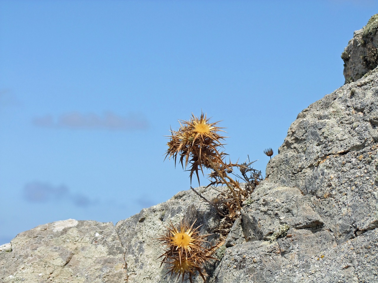 thistle pieksig rock free photo