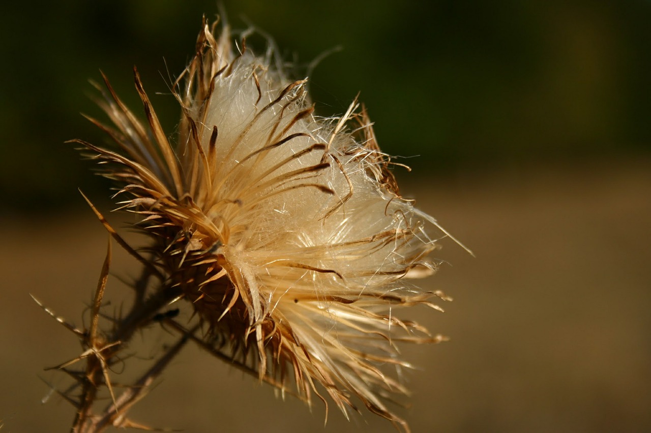 thistle dry autumn free photo