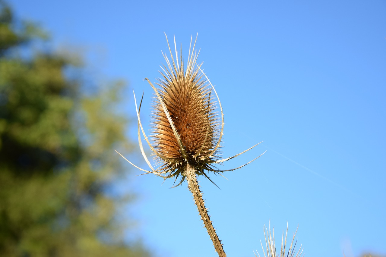 thistle autumn dry free photo