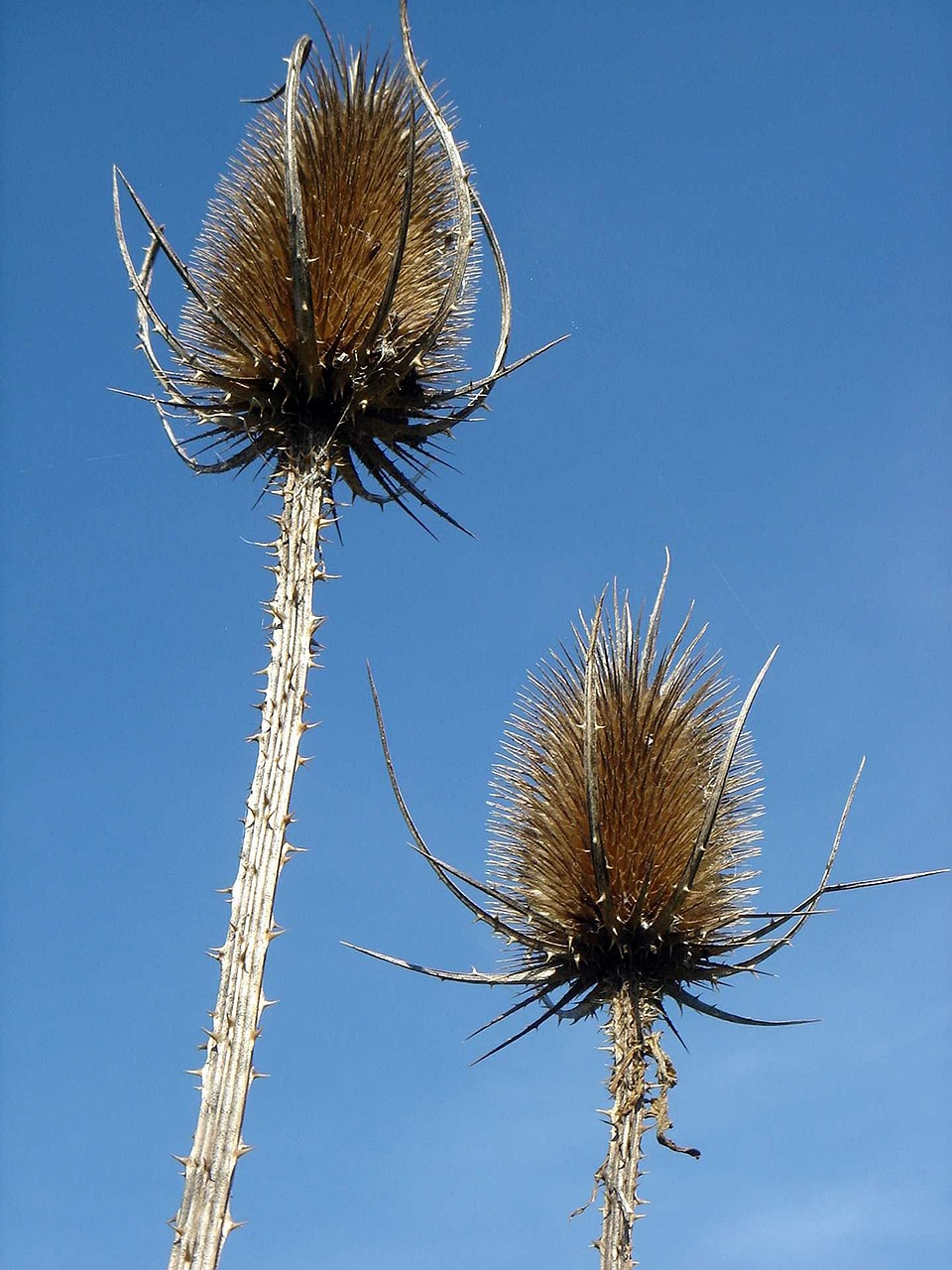thistle spines blue free photo