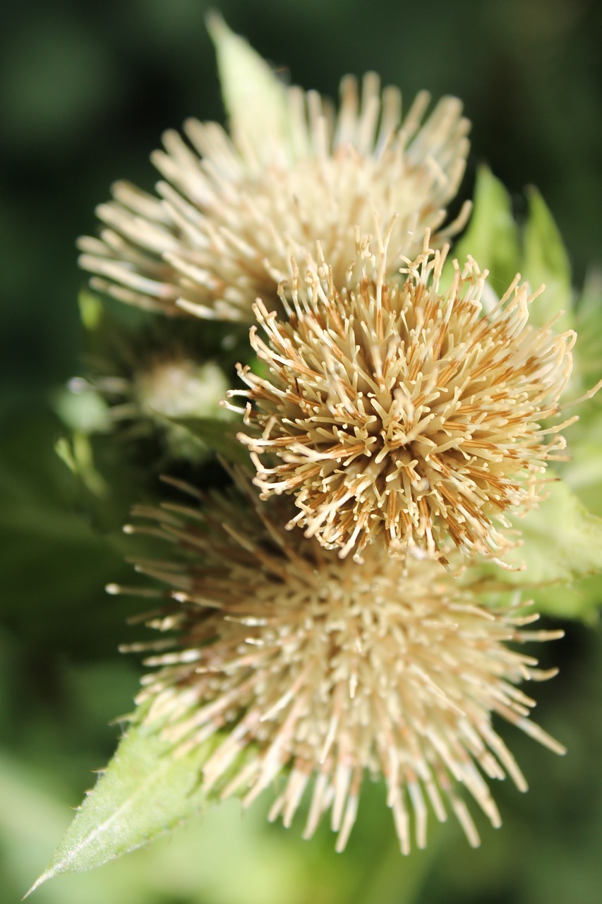 thistle plant macro photo free photo