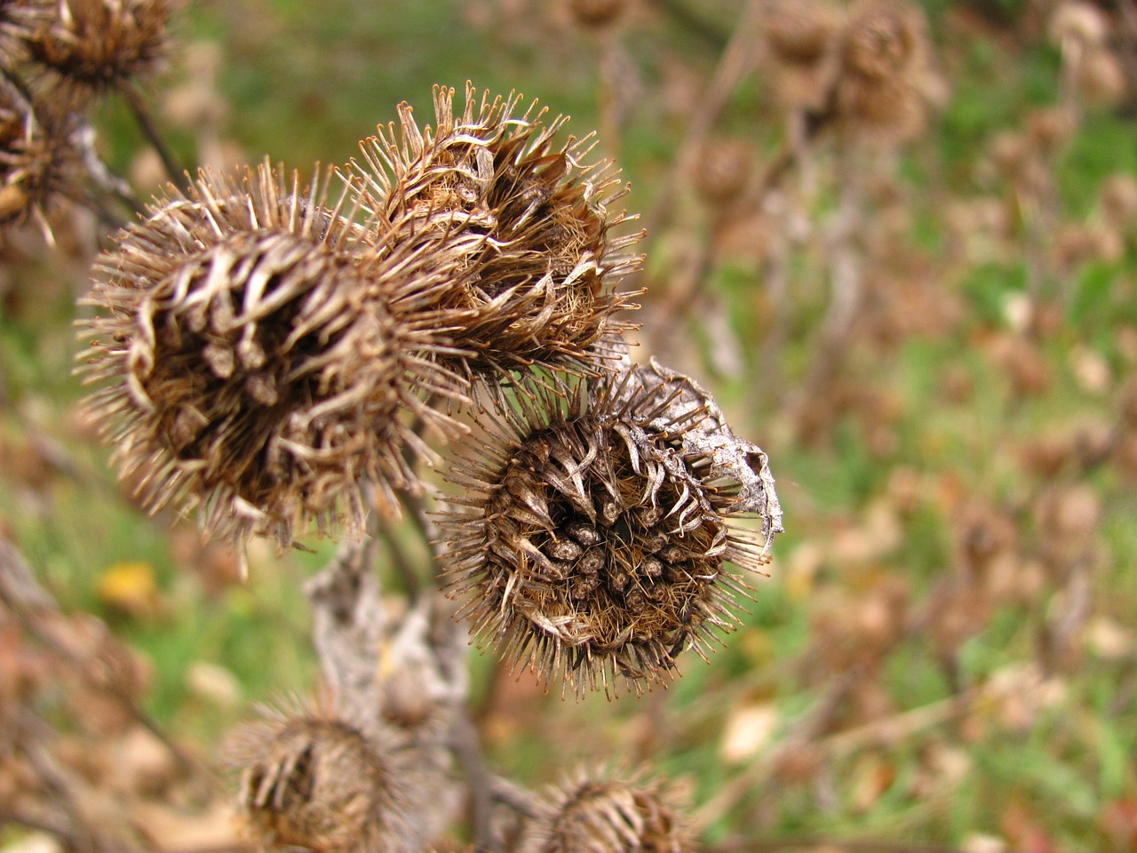 thistle dry nature free photo