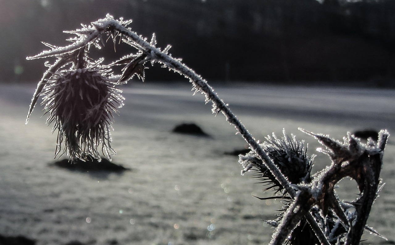 thistle hoarfrost winter free photo