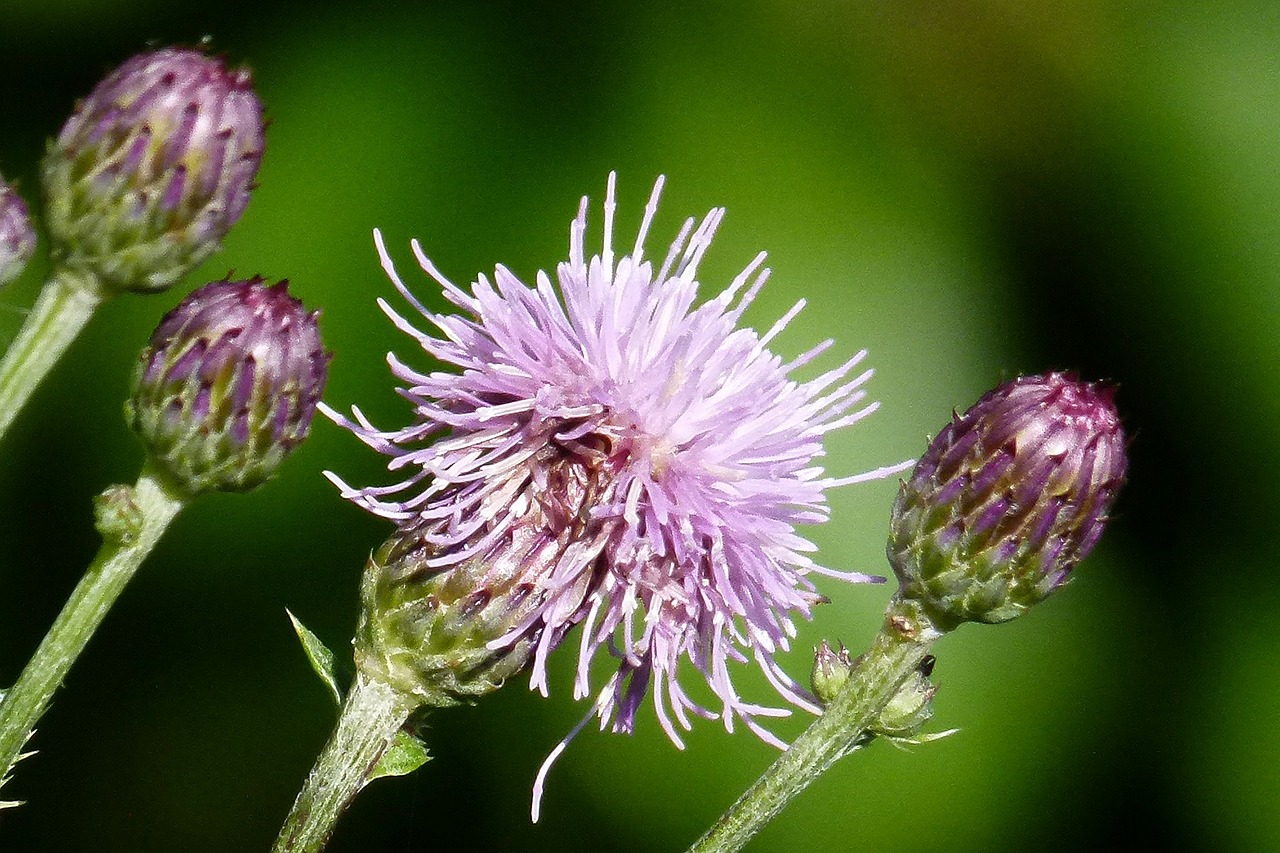 thistle wildflower flower free photo