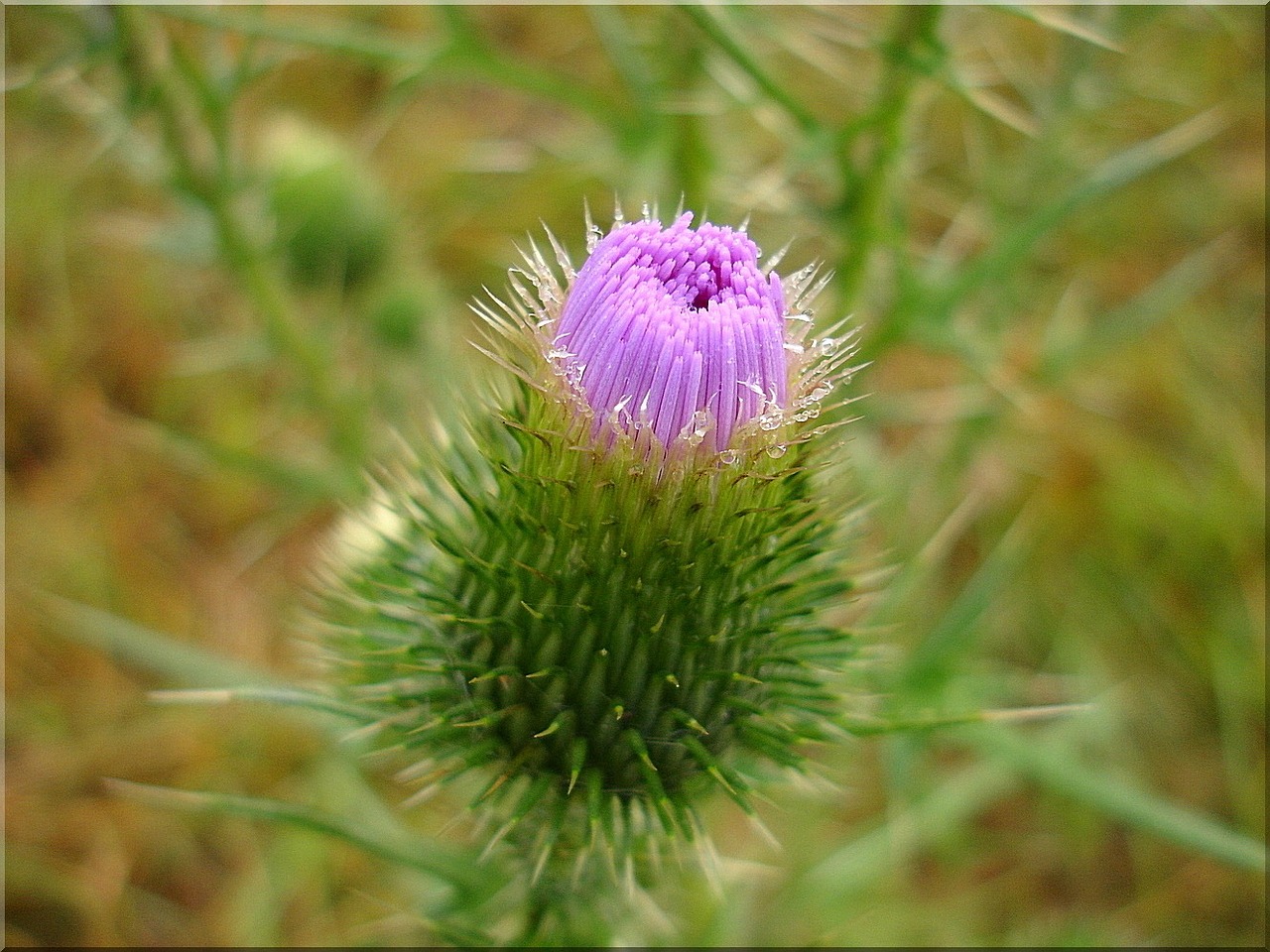 thistle prickly nature free photo