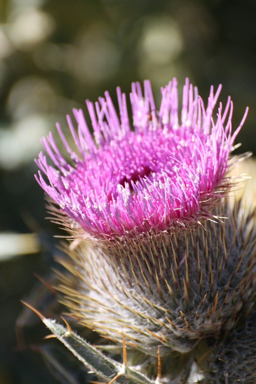 thistle flower pink free photo