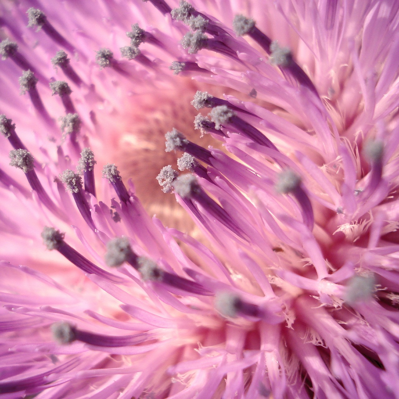 thistle pink violet free photo