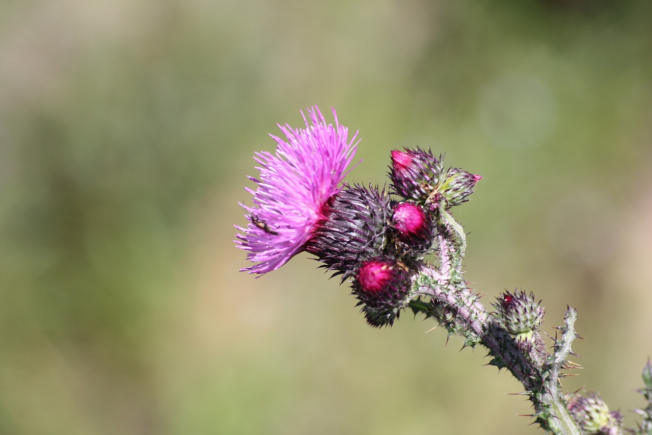 thistle mountain alps france free photo